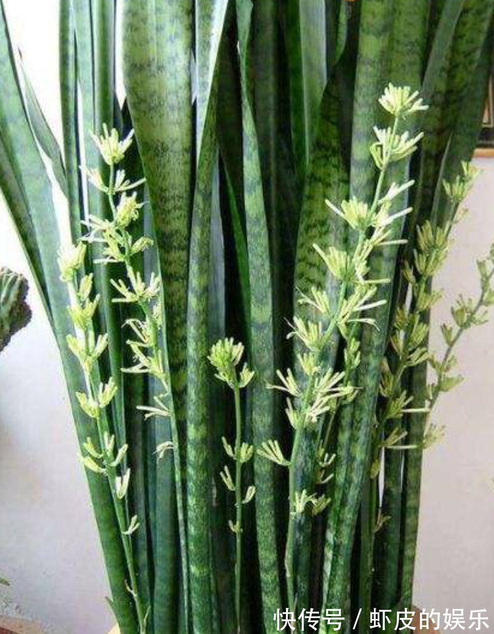 养虎皮兰，先了解它三喜三怕的习性，长势快，爆芽多