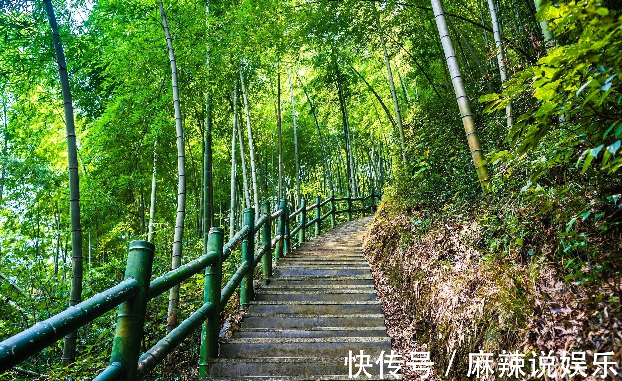 竹子@秋竹美诗七首:直节亭亭易见心,舞闲阶碎影筛金