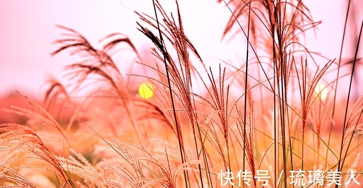 岁月静好&两首荻花秋诗词,一首静好,一首情深,你喜欢哪一首