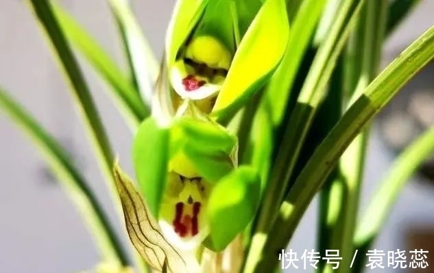 透水|兰花浇水有讲究,浇半截水还是浇透水,究竟怎么掌握?