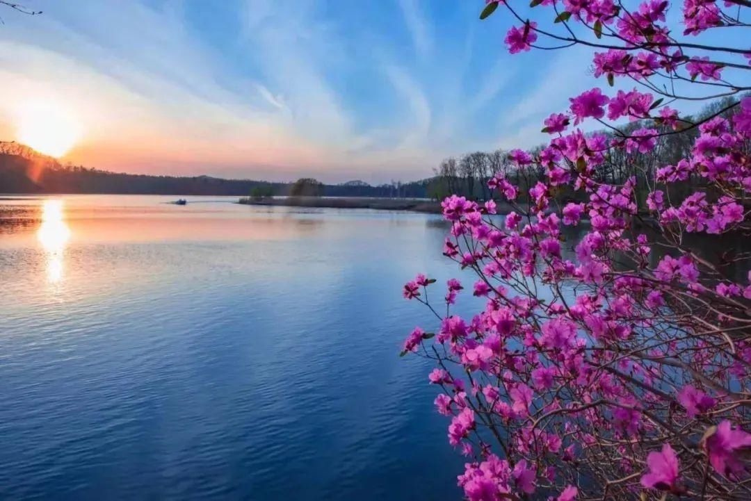 5月来龙湾看野生杜鹃花，这些人免票！