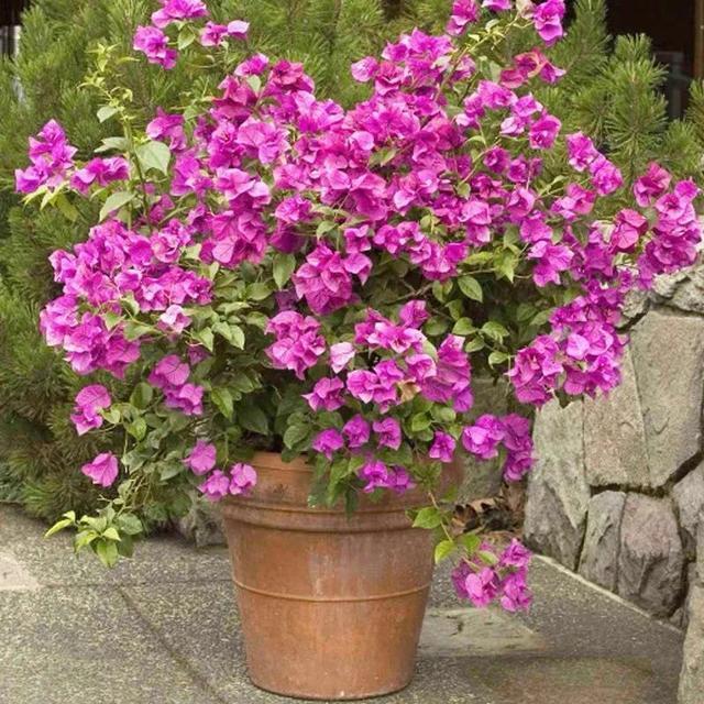 株型|最爱晒太阳的8种花，越晒开花越多，阳台养几盆，开花成海