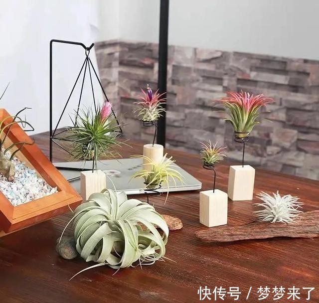 冬天|家里养几株空气凤梨,不用土也能活,漂亮又个性!
