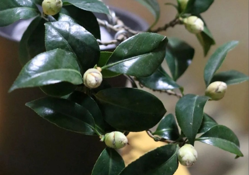 很多人觉得盆栽茶花难养，没法开花，多做2步，迎刃而解