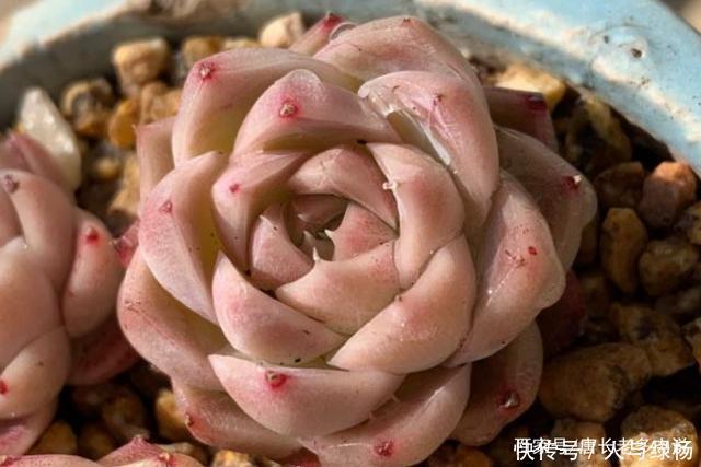 玫瑰女王和女王玫瑰两种多肉虽只是名称颠倒,但形态却有天壤之别