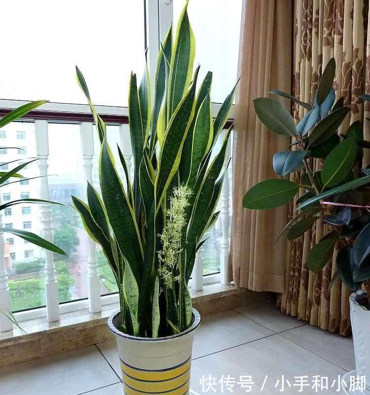 9种“健康花”,能吃能泡茶,客厅养一盆,清洁空气,吉利大气