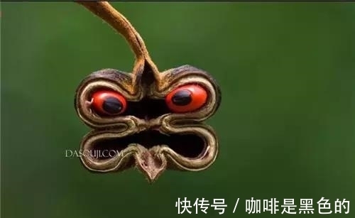 奇花|奇花、奇花、奇花、罕见奇花，赶快打开欣赏吧