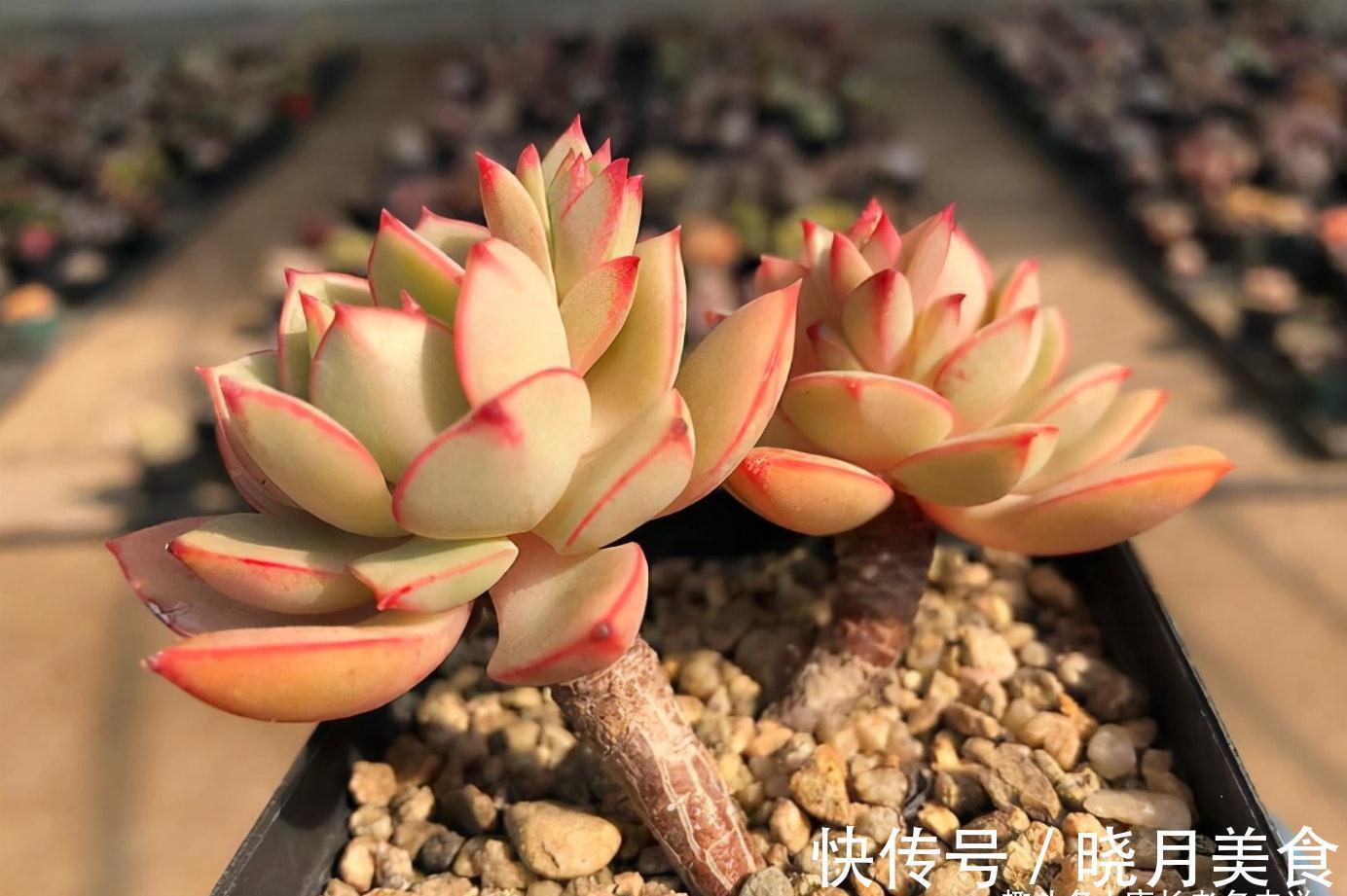 多肉戴伦和艾伦,虽名称相近,但一个养护至今,另一个则早已淘汰