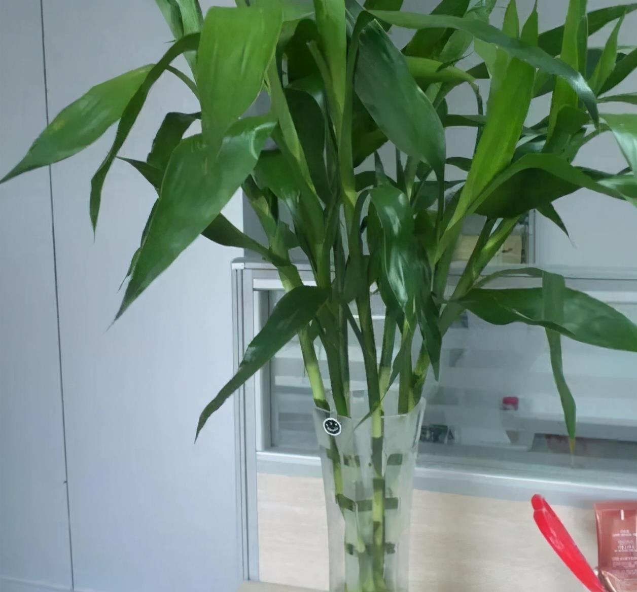 竹报平安|家中养一盆,有“灵气”的植物,油绿旺盛,招财旺家,平安,康健