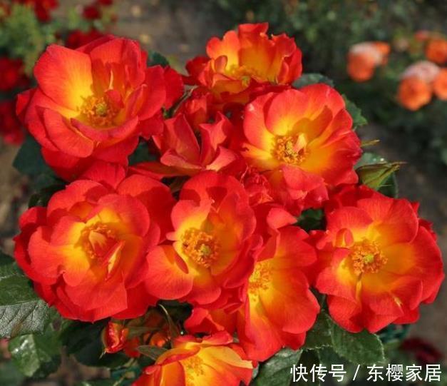 花朵|20款露台月季品种,超级丰花、适合露台、阳台盆栽,皮实好养