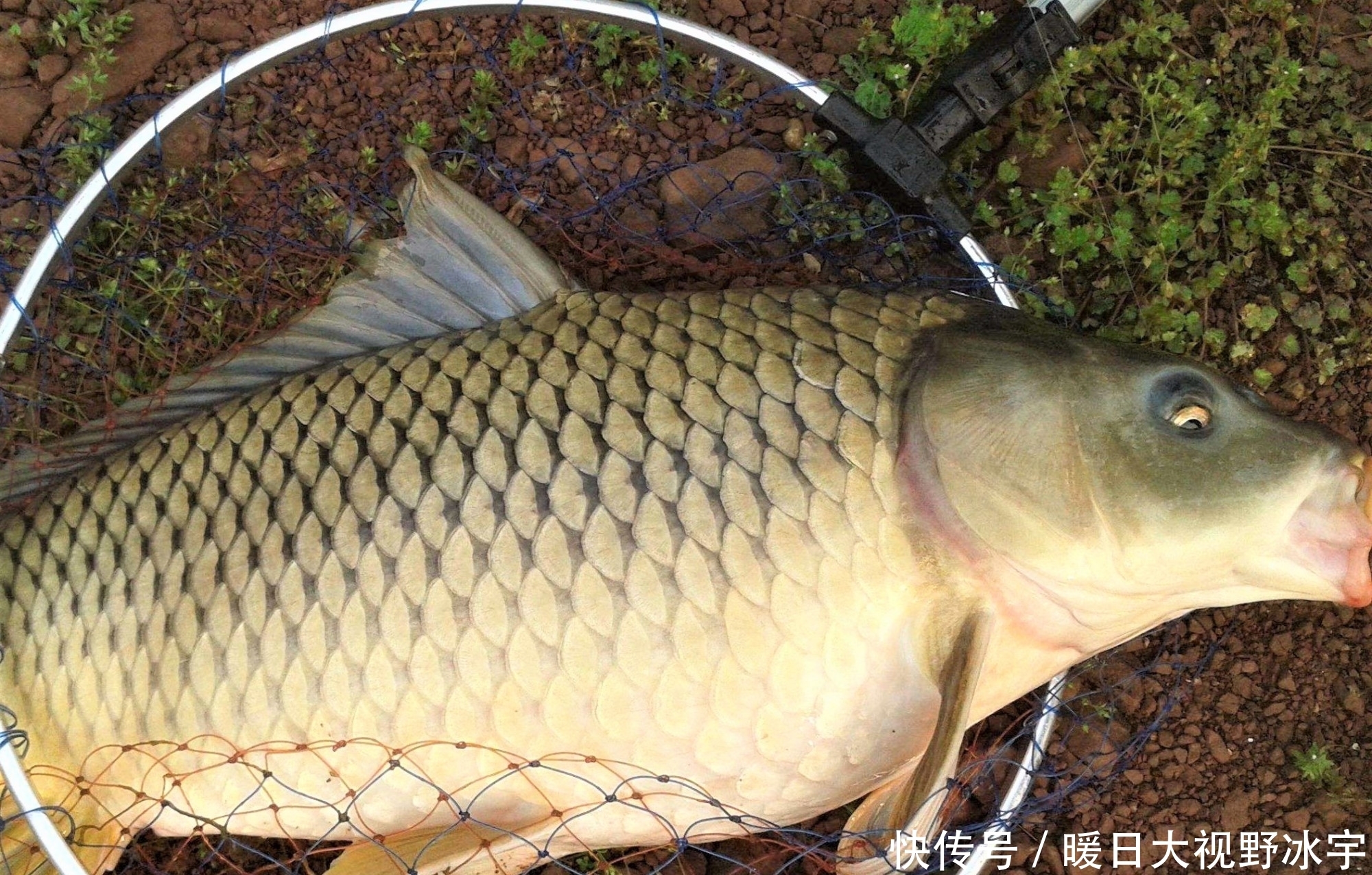 翻倍|怎样才能钓到大鱼？通过三方面去守钓，渔获量翻倍