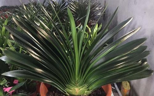 君子兰不开花,却不知道问题在哪?老花匠:这些地方有讲究