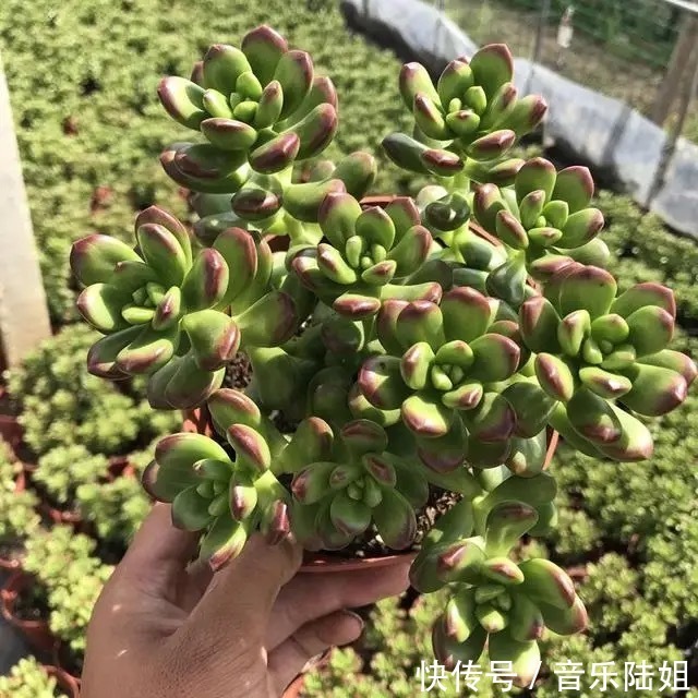 自带香气的松绿多肉,叶片肥美又好养,你喜欢吗