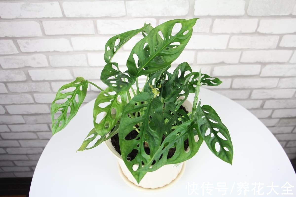 绣球花|中秋节一到，送礼太疯狂，不同的人适合送不同的花