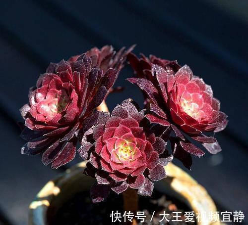 多肉法师|秋季就要来盆多肉法师,稍加呵护就成了手捧花