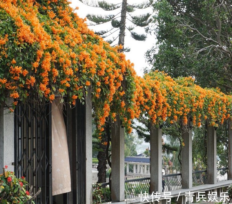 蓝莓|在家里种此树，除了观赏性强，长大了很值钱