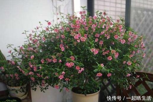 此花一年开300多天,几元钱就买一盆,做到最后一点成棒棒糖!