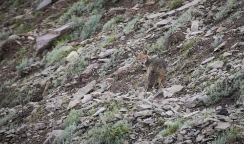 西藏吉隆发现亚洲胡狼种群!系国内第二次记录到该物种