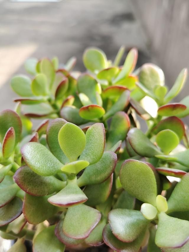 杜鹃花|能活几十年的花，家里养一盆，还能作传家宝