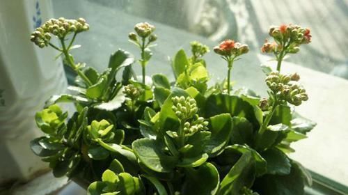 浇灌|养花：用这些“神奇水”浇灌，盆栽开花变多、叶片绿如冒油