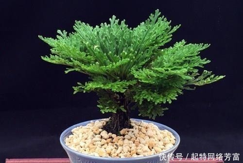 净化|这6款盆景，一款比一款有品位，“养不死”还净化空气