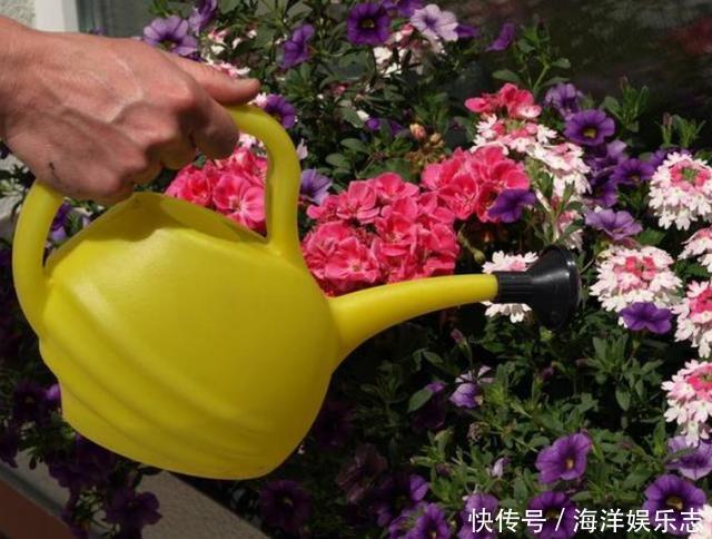 花卉|养花别光注意水、肥、光了,多小心2点,选对花盆事半功倍