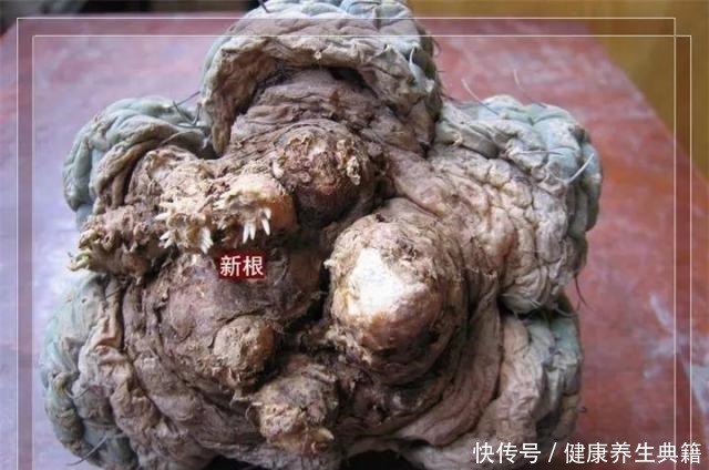 三角梅|养花不生根赶紧塞团卫生纸,大白根蹭蹭冒!养花不生根赶紧塞团卫生纸,大白根蹭蹭冒!