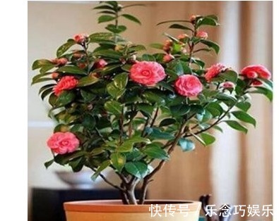 开花|一个鸡蛋养一盆花，枝繁叶茂开花很多，一年不用买花肥