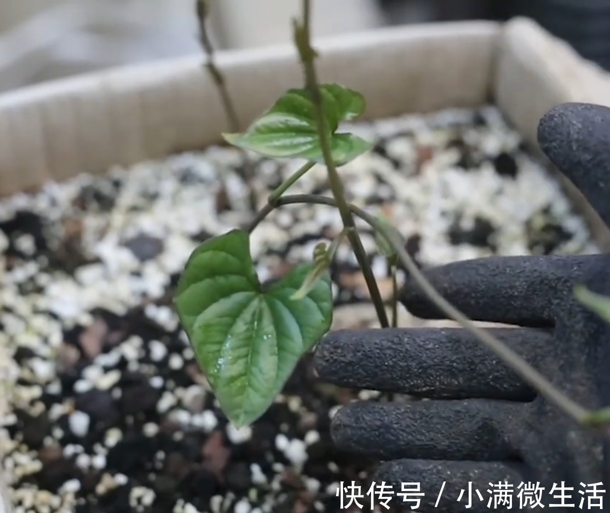 今天教大家怎么在阳台种山药,一个废纸箱,种上2节山药,一年收获一大箱