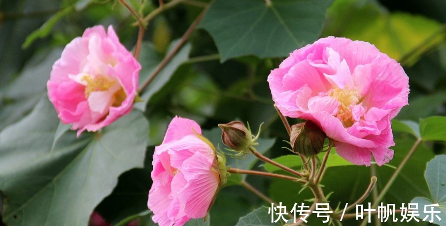 芙蓉花花期注意这三点,花苞呼呼长,半月就爆盆,花较拳头大一倍