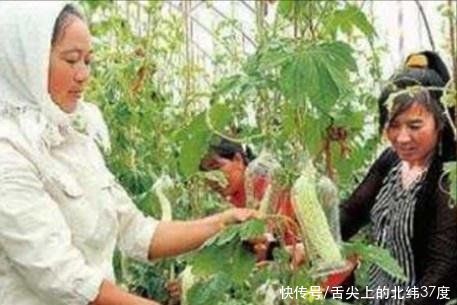 她把苦瓜套在瓶子里，大家都笑她，后来苦瓜长大，全村人另眼相看