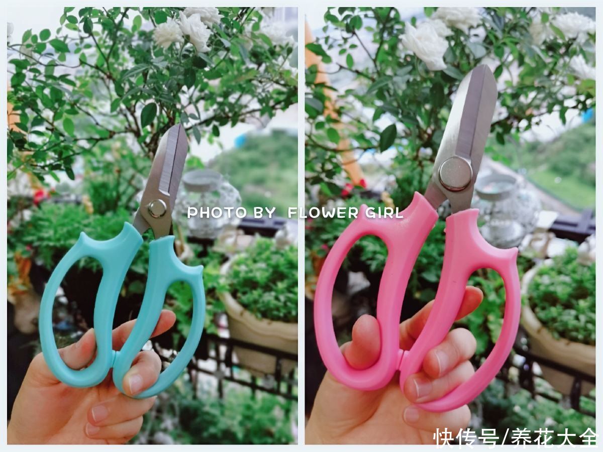 神器|养花需要的5件神器，别看它们小，用处是真不少
