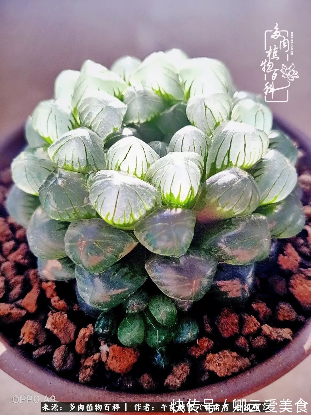 久在晴冬等雪来——北方阳台党的多肉成长历程!