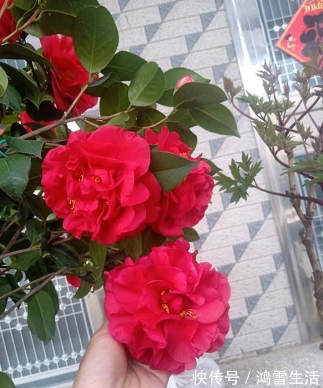 克瑞墨|形似牡丹的“惊艳”茶花，花期最长达半年，零下15度冻不死