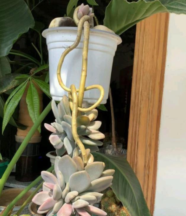 春季养多肉,先用水催养,再控成大老桩,还不信多肉不出悬挂老桩