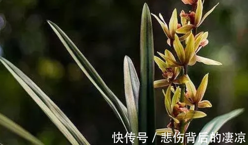 兰花叶子发黄不要怕，教你６个小秘籍，常年绿油油