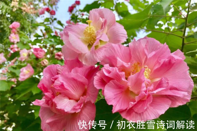 芙蓉城&晚夏早秋诗词五首,清秋时节近,一片初飞叶报秋