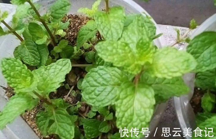 卫生间|卫生间养花，首选这4种耐阴不怕潮的植物，长势好、空气更清新