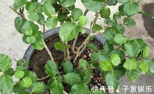 修剪|茉莉花的修剪工作分成3个阶段,掌握好修剪技巧,花开满枝头