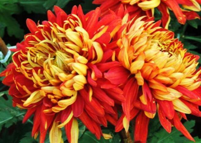 喜欢菊花,不如养盆“菊中珍品”,国色天香,香远益清