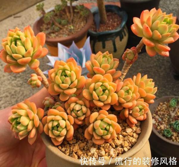 喜欢多肉老桩养盆马库斯，做好4件事，叶片红彤彤，还有清香味