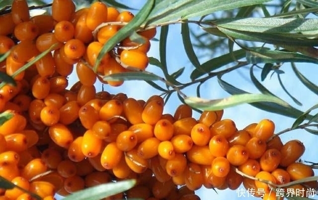 藤豆|人到中年想健康,可以坚持吃3种食物,营养丰富,有益健康!