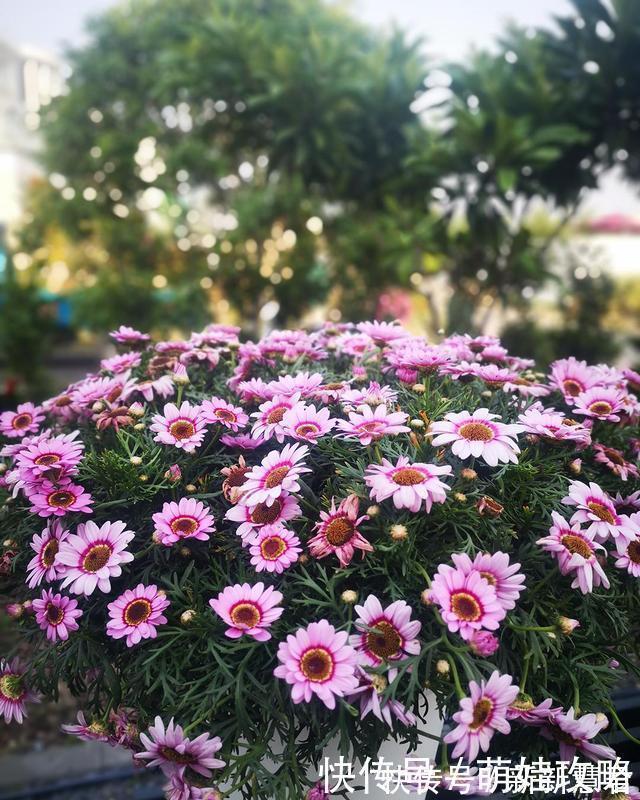 大花飞燕草|聪明人都在养的五种花,花期长、寓意好,花开一簇簇,好看极了!