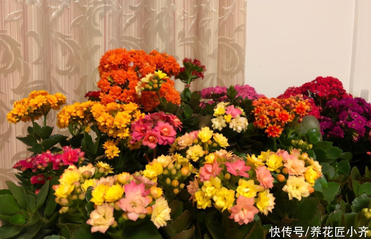 5种花，掐根枝条就能活，春天别闲着，掌握技巧新手也可以