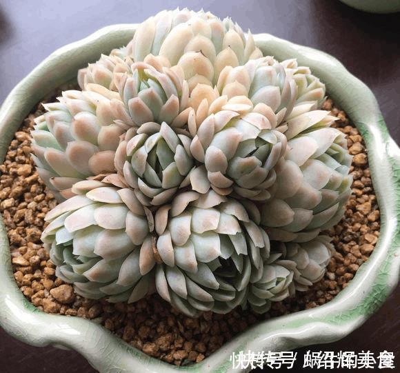 多肉没有高低贵贱，肉友的水平却有高低