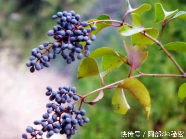 不来|血液的“净化器”找到了,每天吃一点,血管通畅,血栓不来找