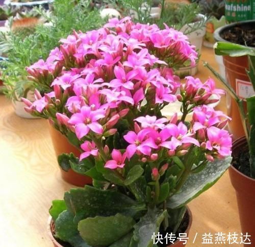 浇水|长寿花种植的历史不长,为什么会受到如此喜爱,长寿花种植技巧