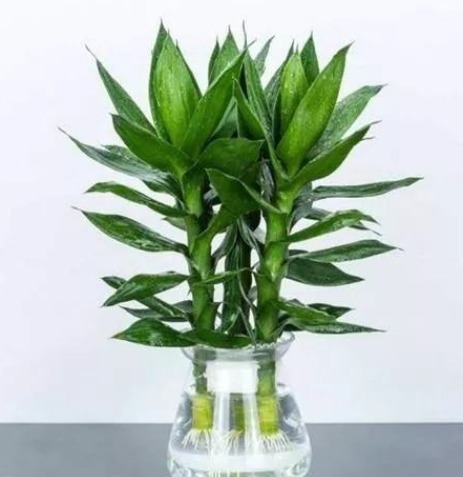 三种”招财花“不要买仍在盆中就成活,一星期就可生根!