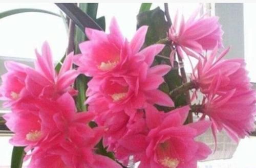 阳台就养这几朵花,花开不断并且漂亮花期还长,保证谁养谁喜欢