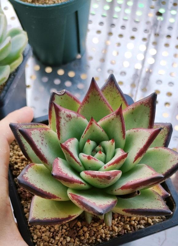 多肉|一分钱一分货，养花要养便宜货？买一堆，还不如买一棵！